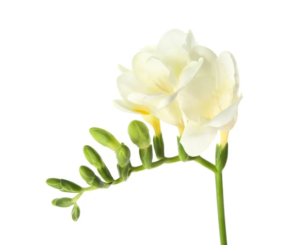 Bela freesia com flores perfumadas no fundo branco — Fotografia de Stock