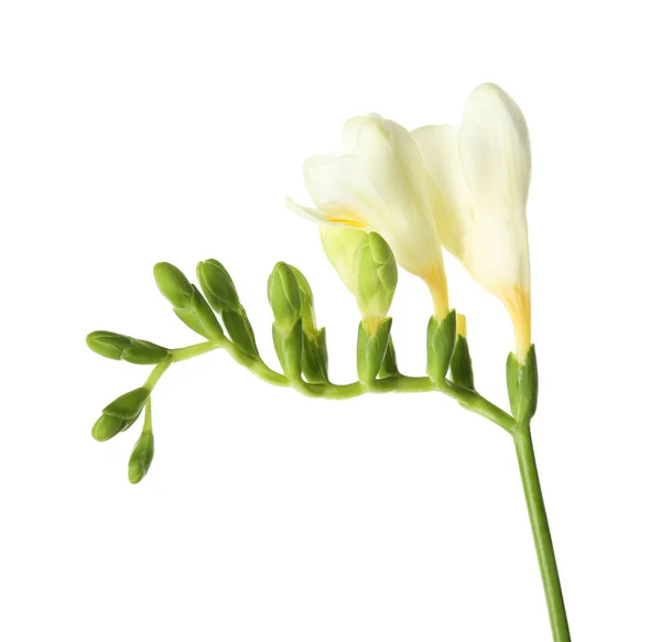 Schöne Freesie mit duftenden Blüten auf weißem Hintergrund — Stockfoto