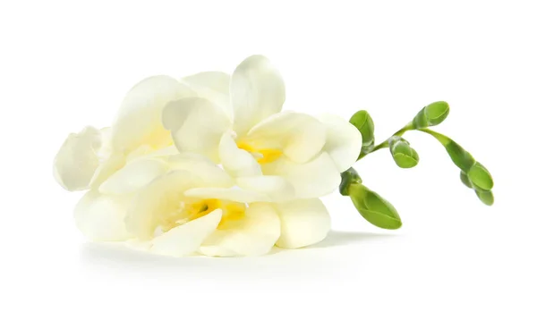 Hermosa freesia con flores fragantes sobre fondo blanco — Foto de Stock