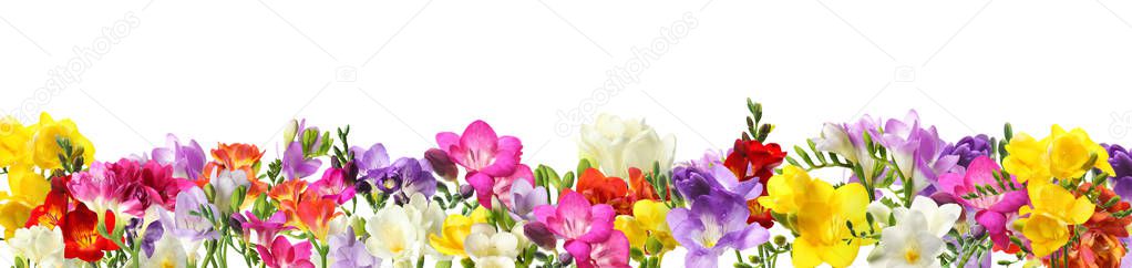 Many blooming spring freesia flowers on white background