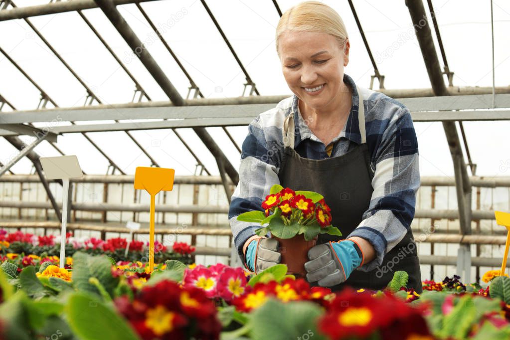 Mature woman taking care of blooming flowers in greenhouse. Home gardening