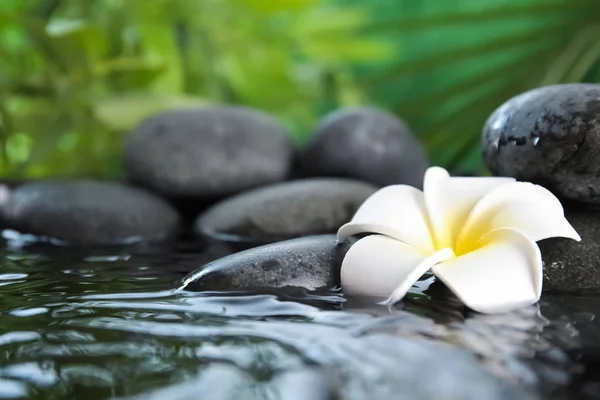 Zen-Steine und exotische Blumen im Wasser vor verschwommenem Hintergrund. Raum für Text — Stockfoto