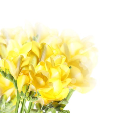 Beyaz arka planda taze bahar Freesia çiçekler