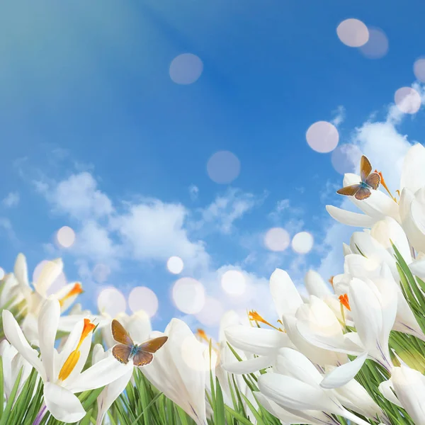美丽的春天番红花花和飞翔的蝴蝶对蓝天, 文字的空间 — 图库照片