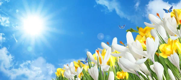 Hermosas flores de cocodrilo de primavera y mariposas voladoras contra el cielo azul, espacio para el texto —  Fotos de Stock