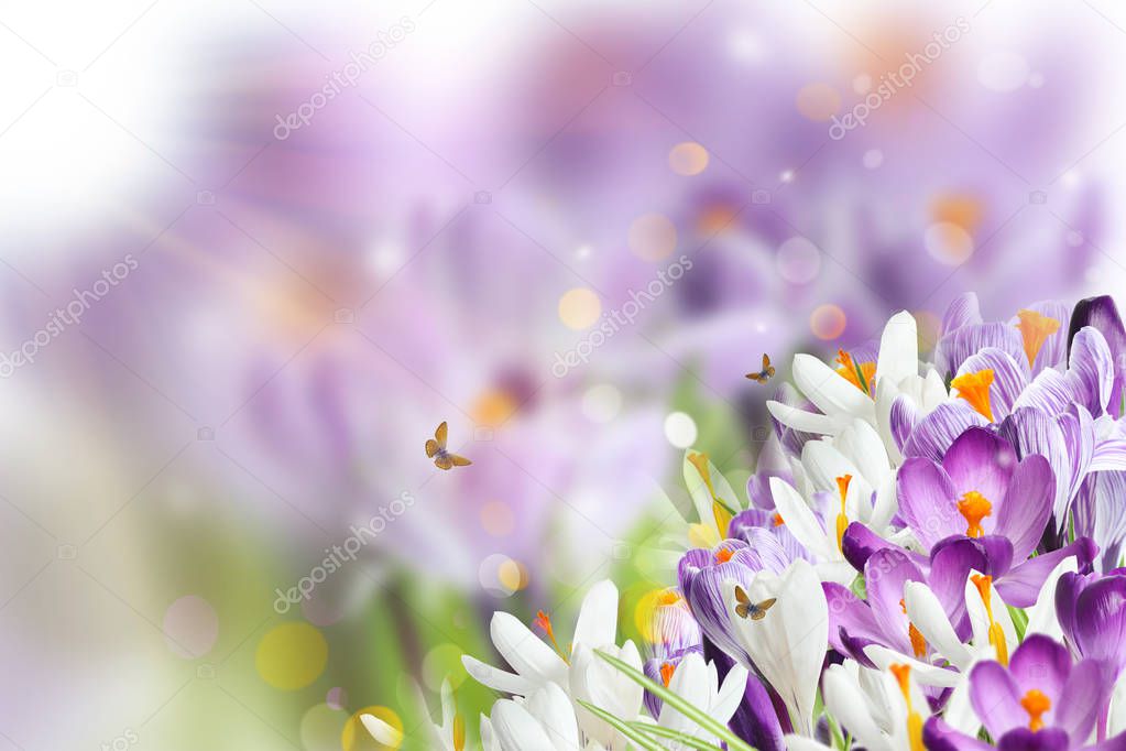 Beautiful spring crocus flowers and flying butterflies against blurred background, space for text 