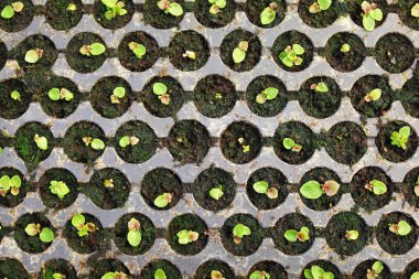 Yetiştirme tepsisinde büyüyen birçok taze fide, üst görünüm. Ev bahçıvanlık