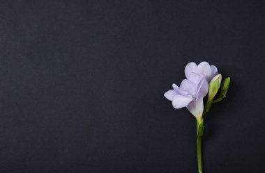 Koyu arka planda kokulu çiçekler ile güzel freesia, üst görünüm. Metin alanı