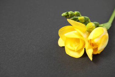 Koyu arka planda kokulu çiçekler ile güzel freesia, çekim. Metin alanı