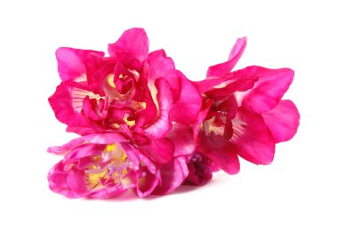 Beyaz üzerinde izole güzel bahar Freesia çiçekler