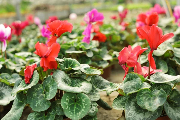 Sok cserepes virágzó virágok az üvegházhatást okozó, Vértes megtekintéséhez. Házi kertészkedés — Stock Fotó
