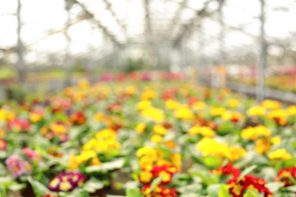 Homályos kilátás az üvegházhatást okozó virágzó virágok. Házi kertészkedés — Stock Fotó