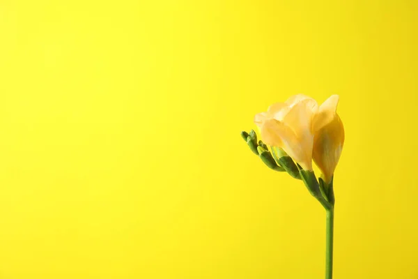 Mooie Freesia met geurige bloemen op kleur achtergrond. Ruimte voor tekst — Stockfoto
