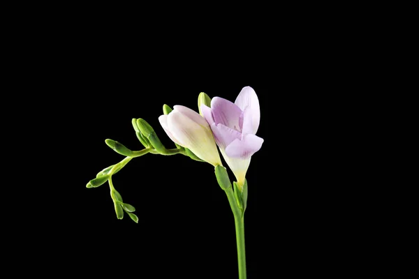 Gyönyörű Freesia illatos virágokkal fekete háttérrel — Stock Fotó