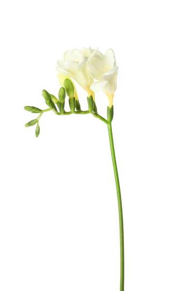 Vacker Freesia med doftande blommor på vit bakgrund — Stockfoto