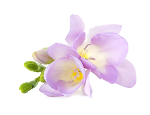 Gyönyörű Freesia illatos virágokkal, fehér alapon — Stock Fotó