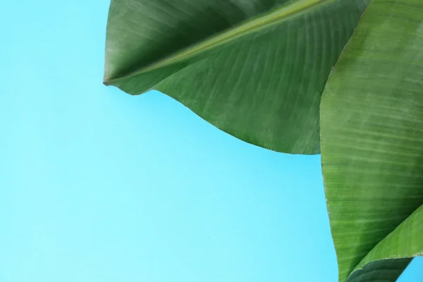 Свіже зелене листя банана на кольоровому фоні, плоский простір для тексту. Тропічне листя — стокове фото