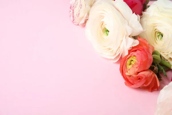 Belles fleurs de ranunculus sur fond de couleur, vue rapprochée. Espace pour le texte — Photo