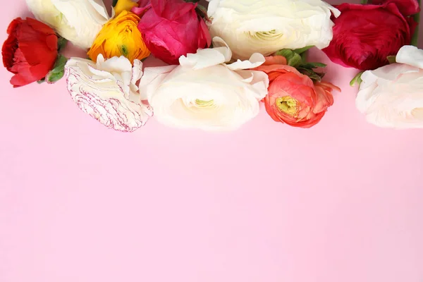 Belles fleurs de ranunculus sur fond de couleur, vue de dessus. Espace pour le texte — Photo