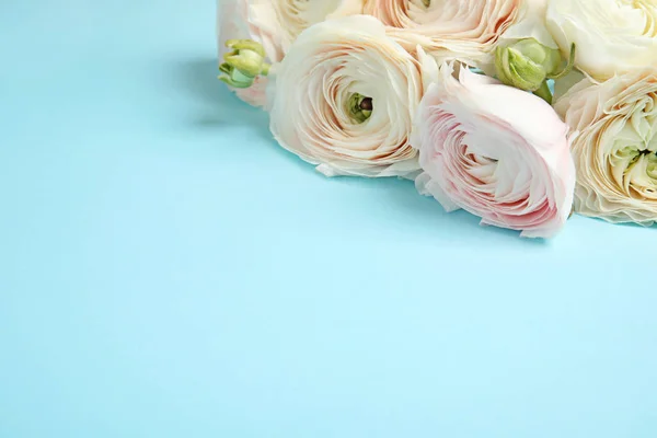 Ranunculus flores sobre fondo de color, espacio para el texto —  Fotos de Stock