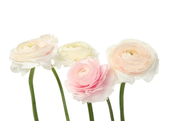 Vackra vårranunculus-blommor isolerade på vitt — Stockfoto