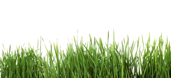 Hierba de trigo verde fresco sobre fondo blanco — Foto de Stock