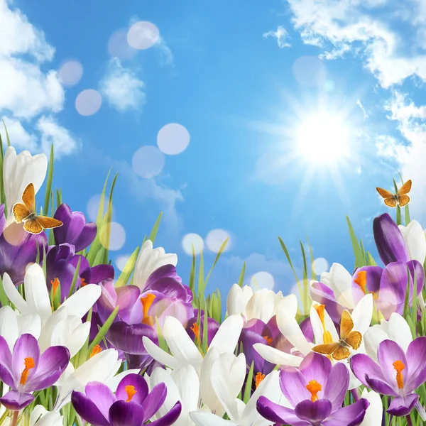 Hermosas flores de cocodrilo de primavera y mariposas voladoras contra el cielo azul, espacio para el texto —  Fotos de Stock