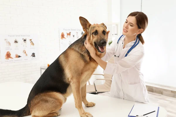 Professional veterinarian examining dog's ears in clinic — Stock Photo, Image