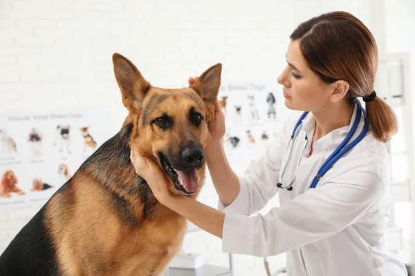 Professional veterinarian examining dog's ears in clinic — Stock Photo, Image