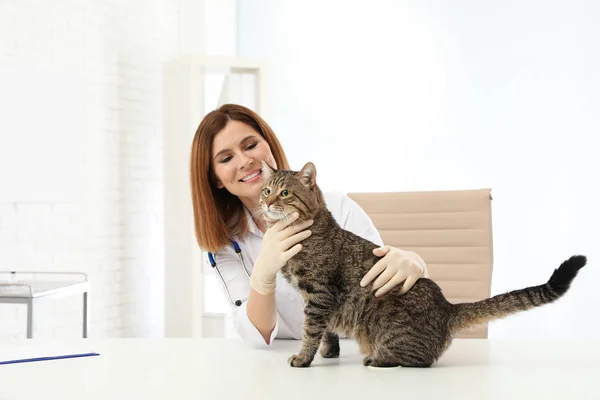 Professional veterinarian examining cute cat in clinic — Stock Photo, Image