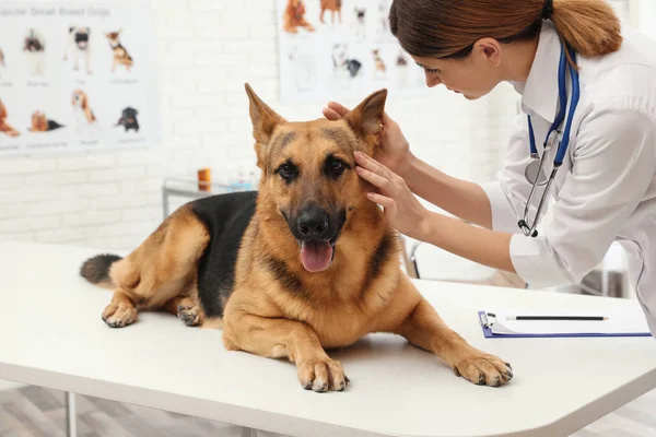 Professional veterinarian examining dog's ears in clinic