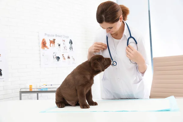 Profesionální veterinář vyšetřující roztomilé štěňátko Labrador na klinice — Stock fotografie