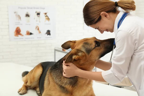 Veterinário profissional examinando cão pastor alemão na clínica — Fotografia de Stock