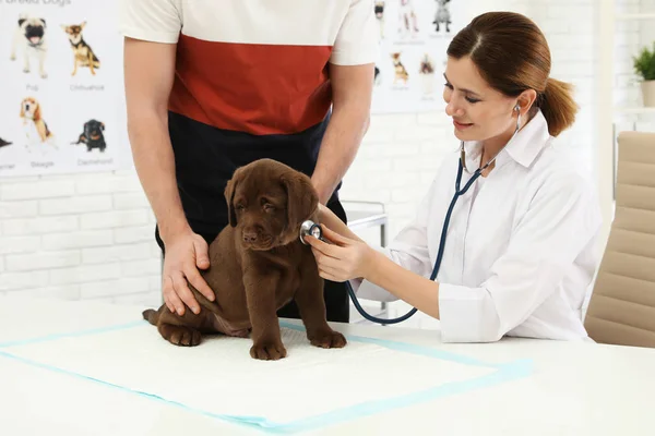 Man med sitt hus djur besökande veterinär i kliniken. Doc undersöker Labrador valp — Stockfoto
