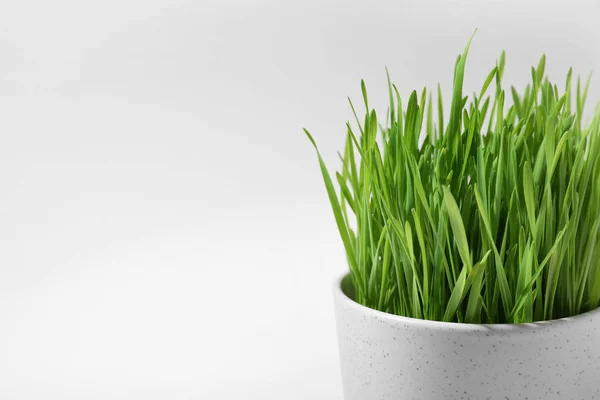 Pentola in ceramica con erba fresca di grano su sfondo bianco, primo piano. Spazio per testo — Foto Stock