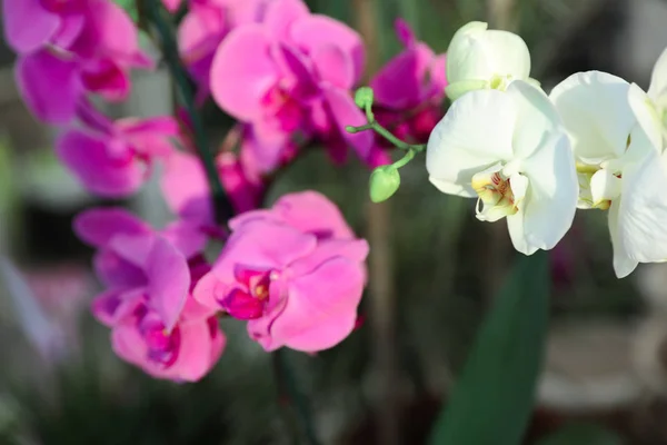 Krásné kvetoucí tropické květy orchidejí v obchodě, closeup — Stock fotografie