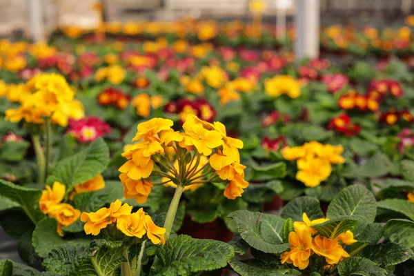 Sok virágzó virágok az üvegházhatást okozó, Vértes kilátás helyet a szöveg. Házi kertészkedés — Stock Fotó