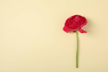 Renkli arka planda güzel Ranunculus çiçek, üst görünüm. Metin alanı