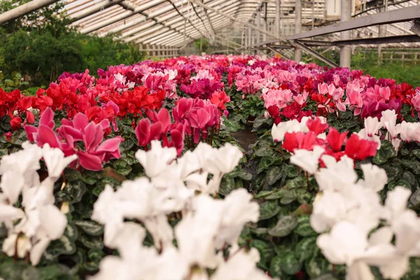 Beaucoup de fleurs en fleurs en serre, vue rapprochée. Jardinage à domicile — Photo