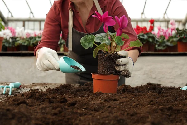 Nő virágkertészet az üvegházhatást okozó, closeup. Házi kertészkedés — Stock Fotó