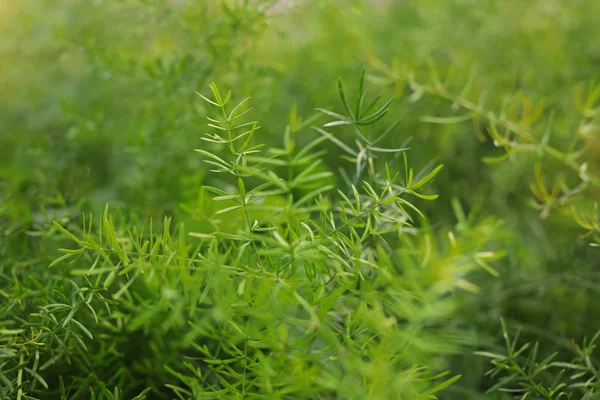 Plante tropicale fraîche en croissance, gros plan. Jardinage à domicile — Photo