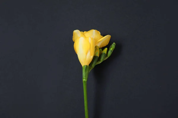 Bella fresia con fiori profumati su sfondo scuro, vista dall'alto — Foto Stock