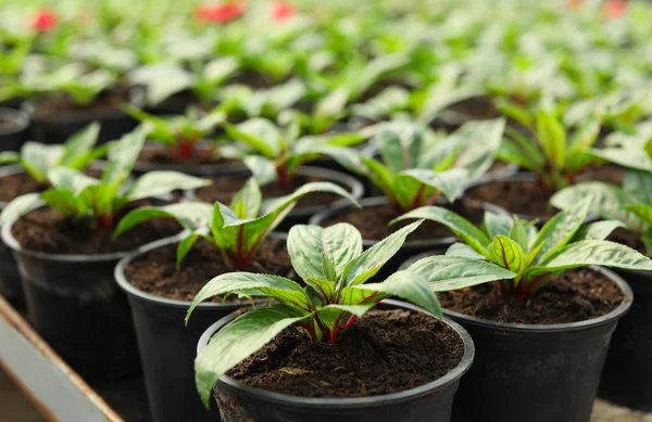 Beaucoup de semis verts frais poussant dans des pots avec de la terre, gros plan — Photo