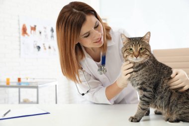 Profesyonel veteriner Clinic sevimli kedi inceleyerek