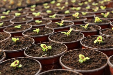 Birçok taze yeşil fidan tencere toprak, closeup ile büyüyen