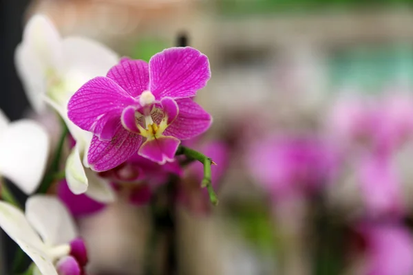 Hermosas flores tropicales florecientes de la orquídea sobre fondo borroso, primer plano. Espacio para texto —  Fotos de Stock