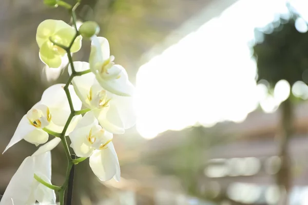 Mooie bloeiende tropische orchidee in winkel. Ruimte voor tekst — Stockfoto