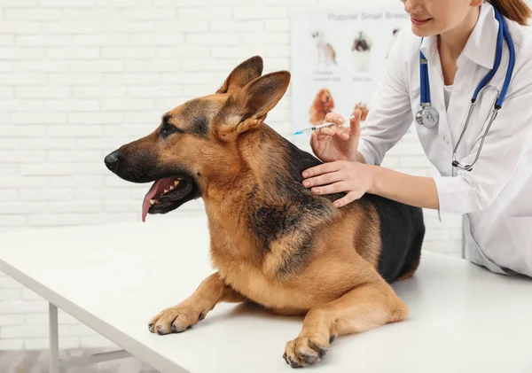 クリニックでプロの獣医接種ドイツシェパードドッグ — ストック写真