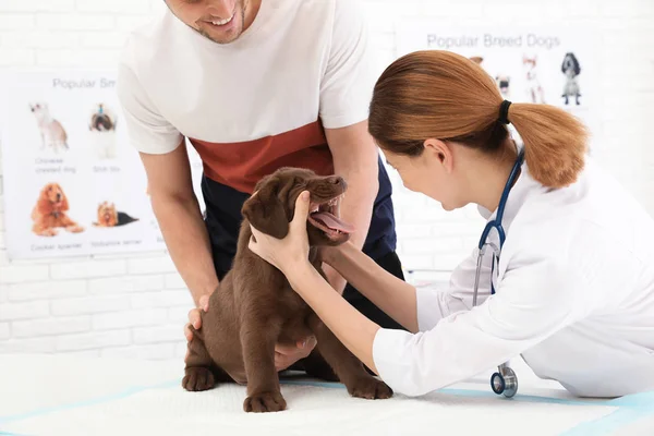 Man med sitt hus djur besökande veterinär i kliniken. Doc undersöker valpens tänder — Stockfoto