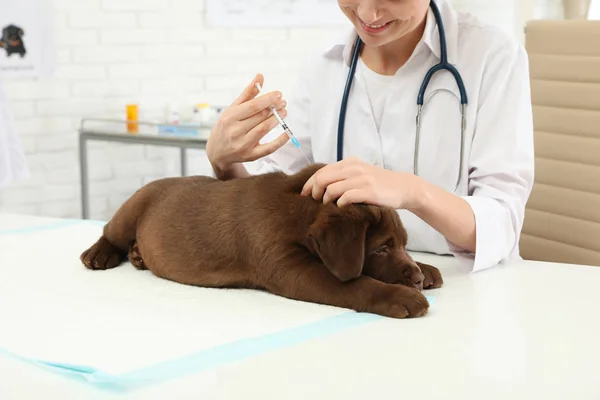 Profesionální zvěrolékař očkování štěňat labradora na klinice — Stock fotografie